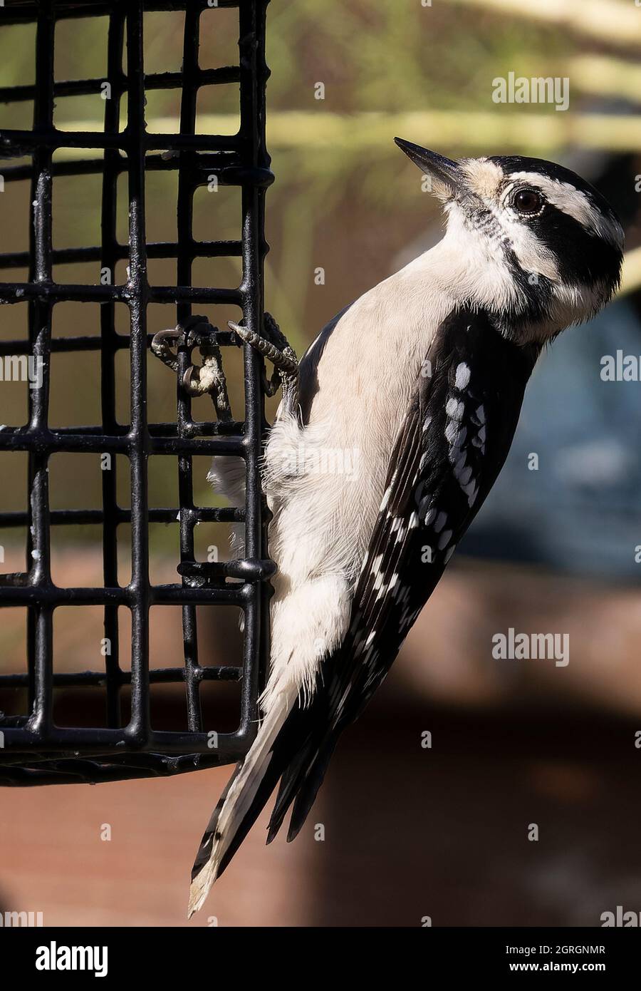 Downy Woodpecker nibbles away at the Suet Feeder Stock Photo Alamy