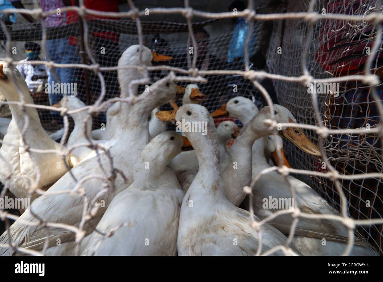 Pallavaram hotsell birds market