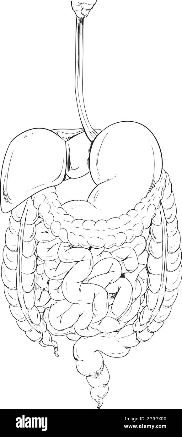 Part Internal Human Digestive System Illustration Stock Vector (Royalty  Free) 413838349 | Shutterstock