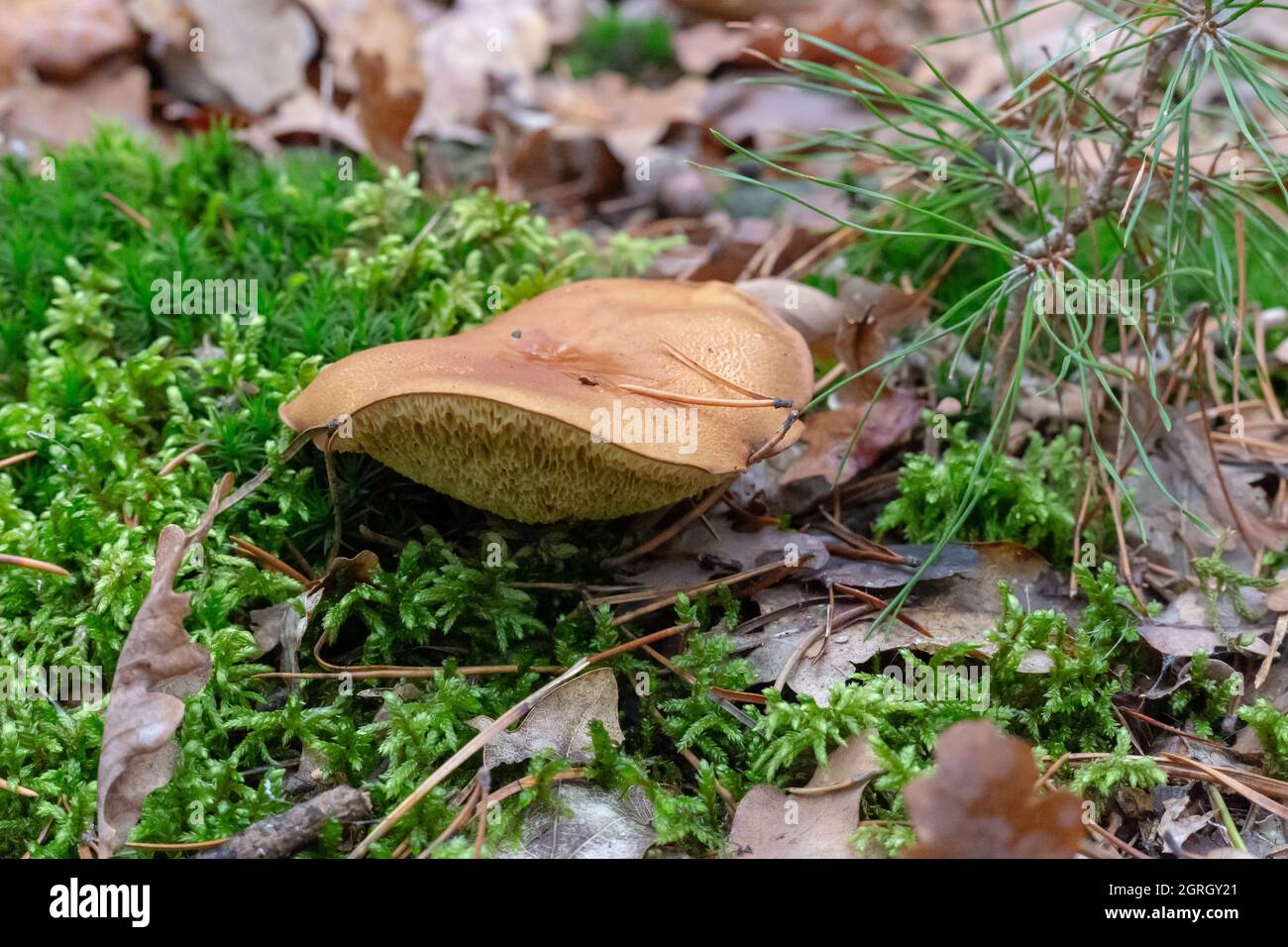 Closeup of fungus in an autumnal forest during daylight Stock Photo - Alamy