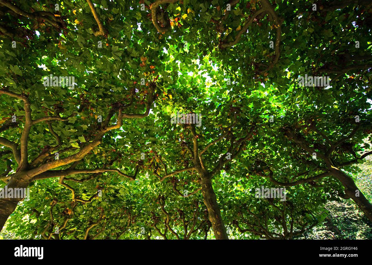 Environment green living landscapes Stock Photo