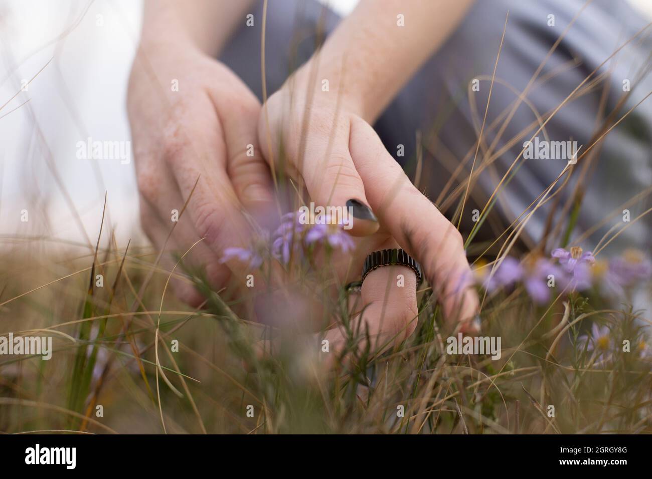 Crop of freckles hands and violet wildflowers Stock Photo