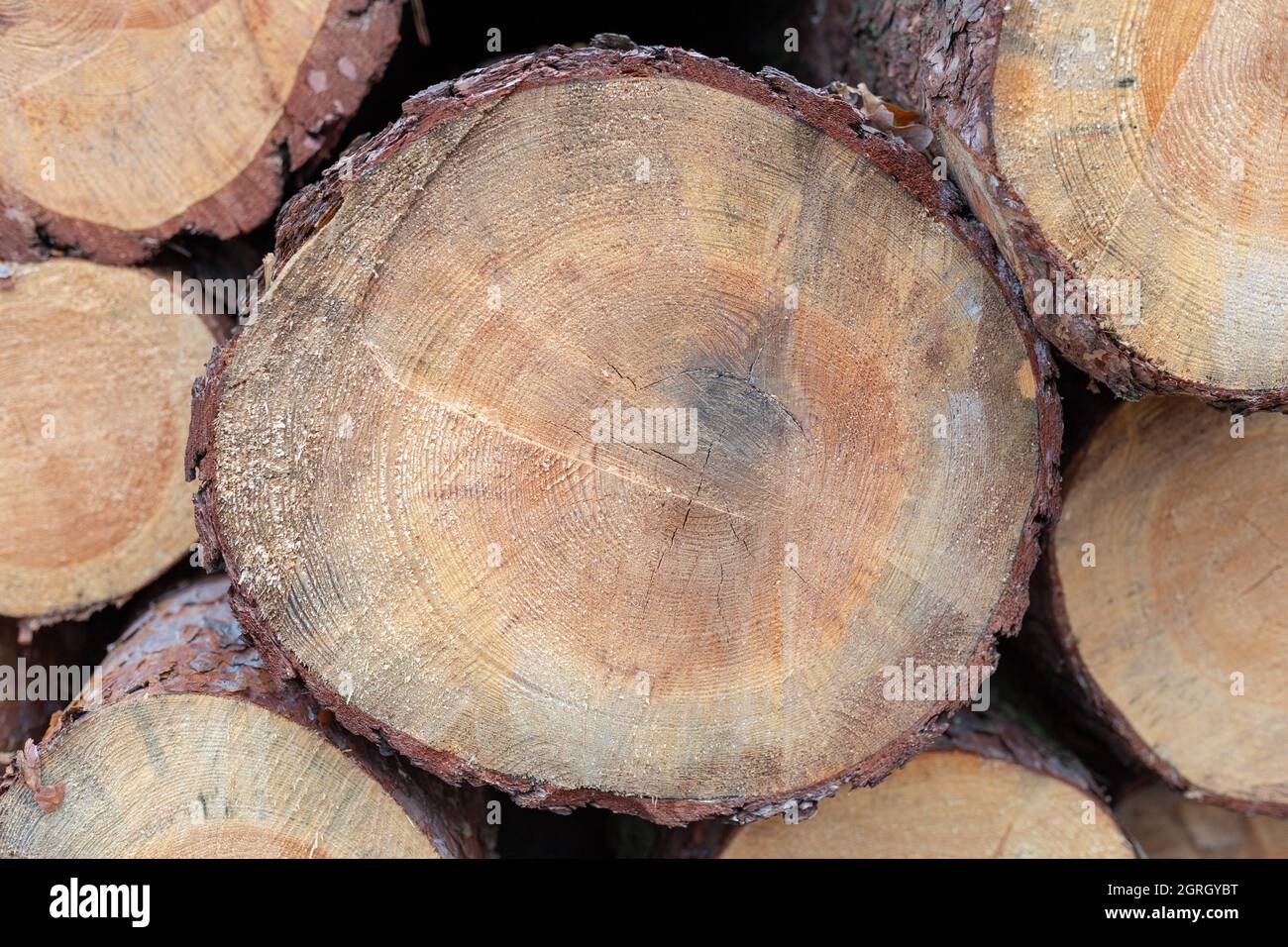 Closeup of cut tree trunks outdoors Stock Photo Alamy
