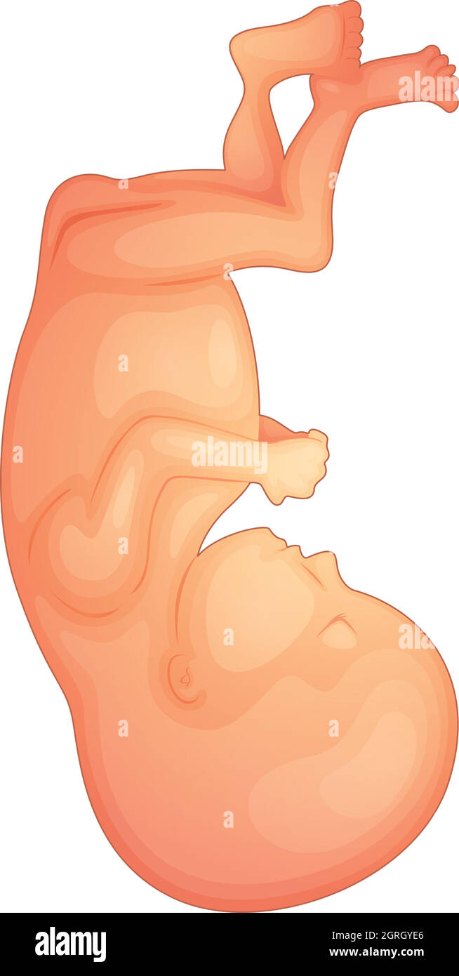 Human fetus development hi-res stock photography and images - Alamy
