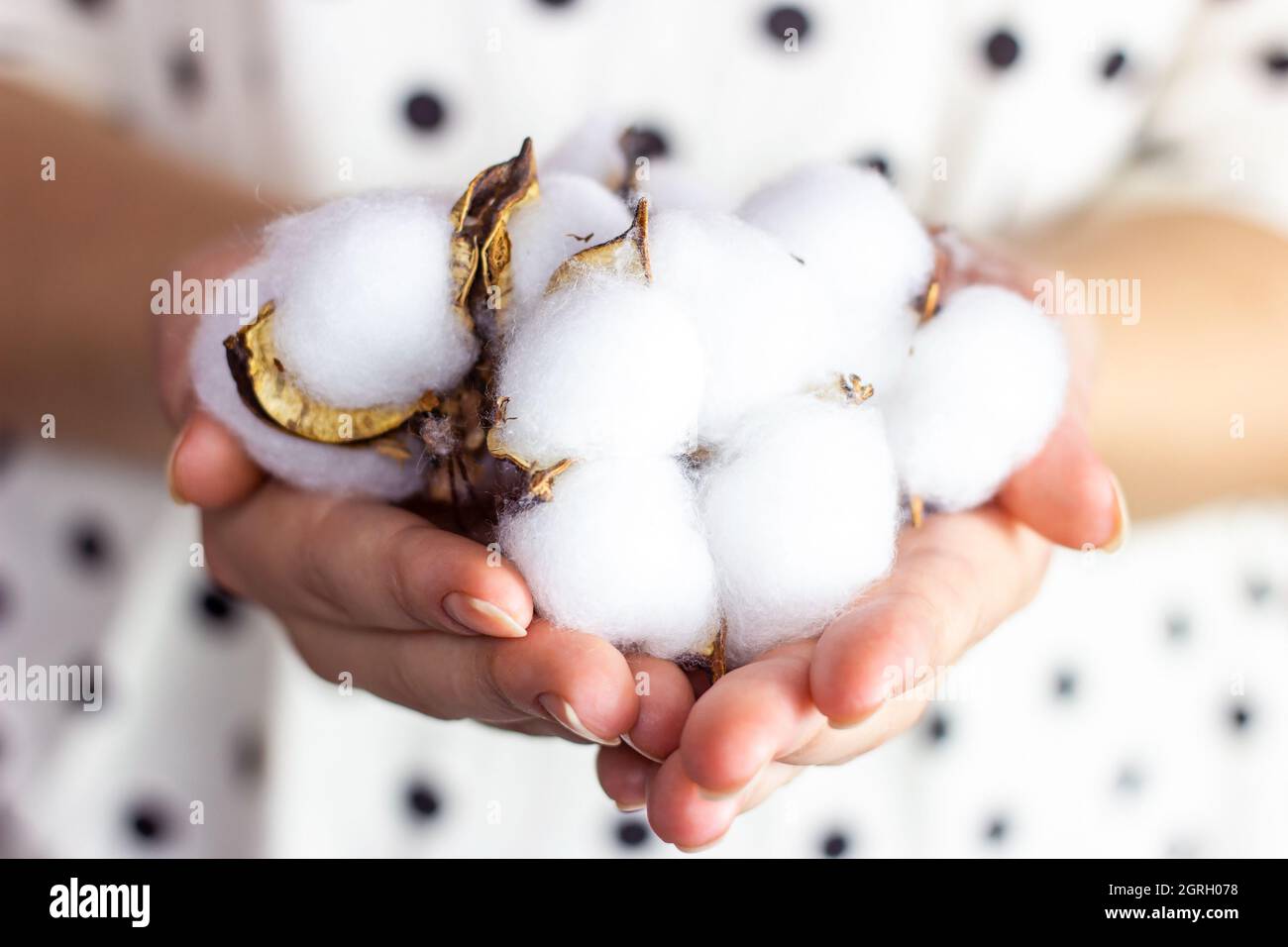White dry cotton flower balls in Caucasian woman hands on light