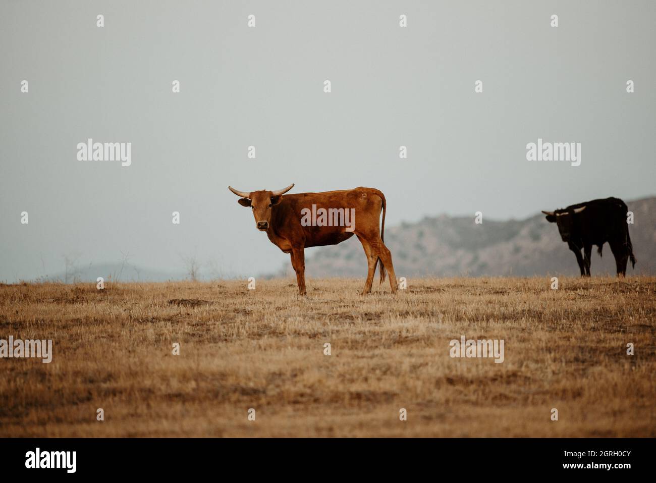 Dusk with the most handsome cows Stock Photo - Alamy