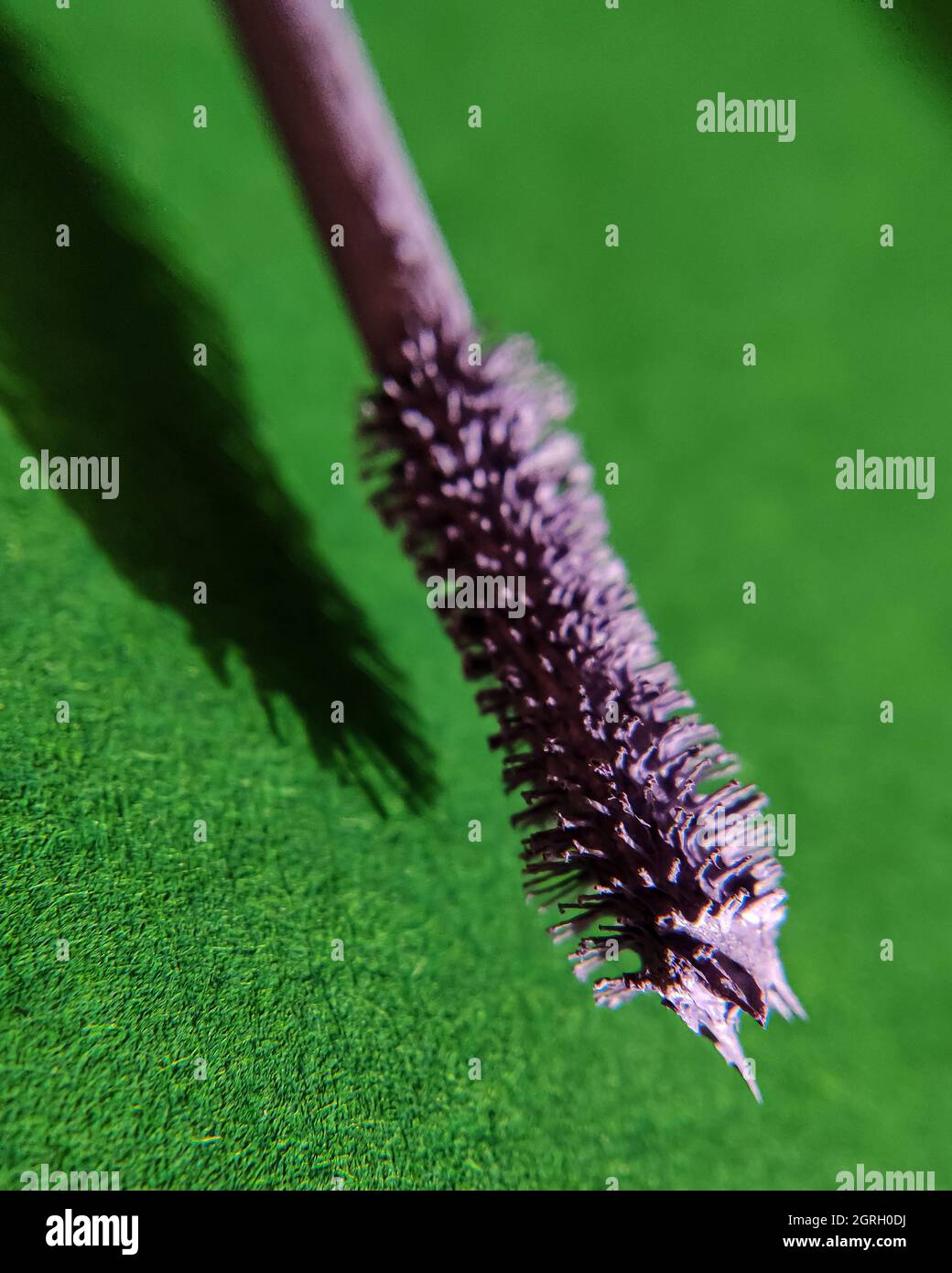 Macro photo of a brush of purple mascara on a green background Stock Photo
