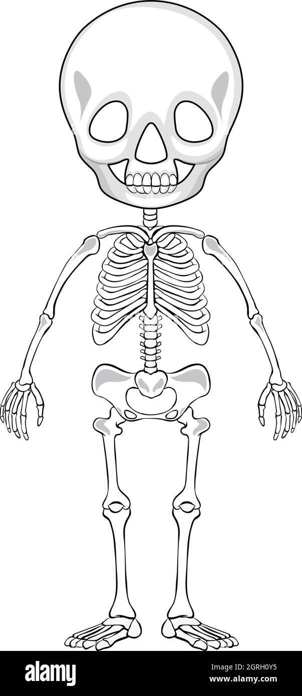 How to draw and label the human skeleton - YouTube