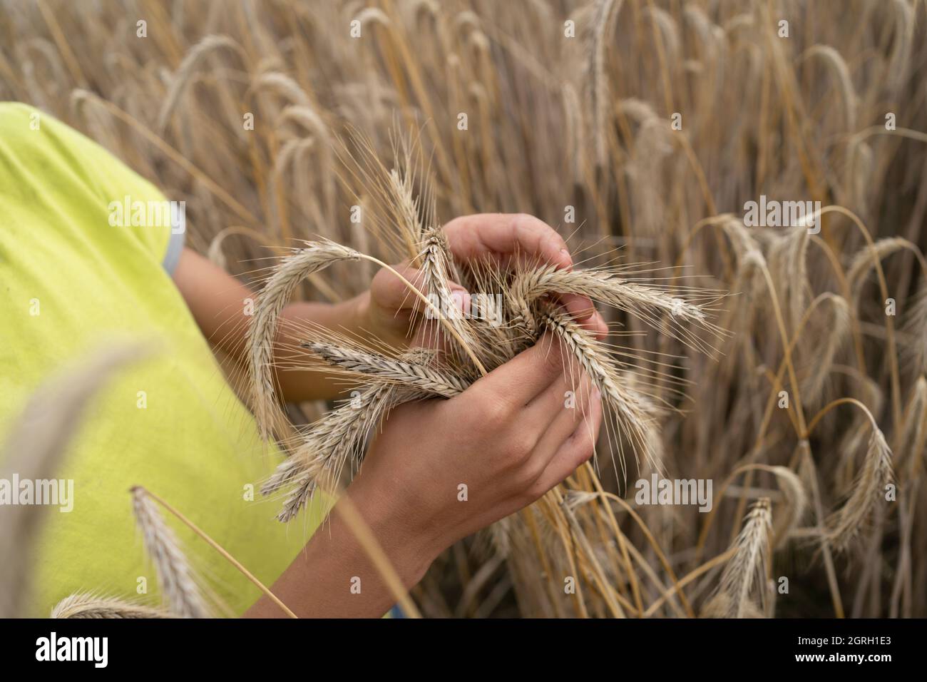 Child hands touching wheat ears on field Stock Photo - Alamy
