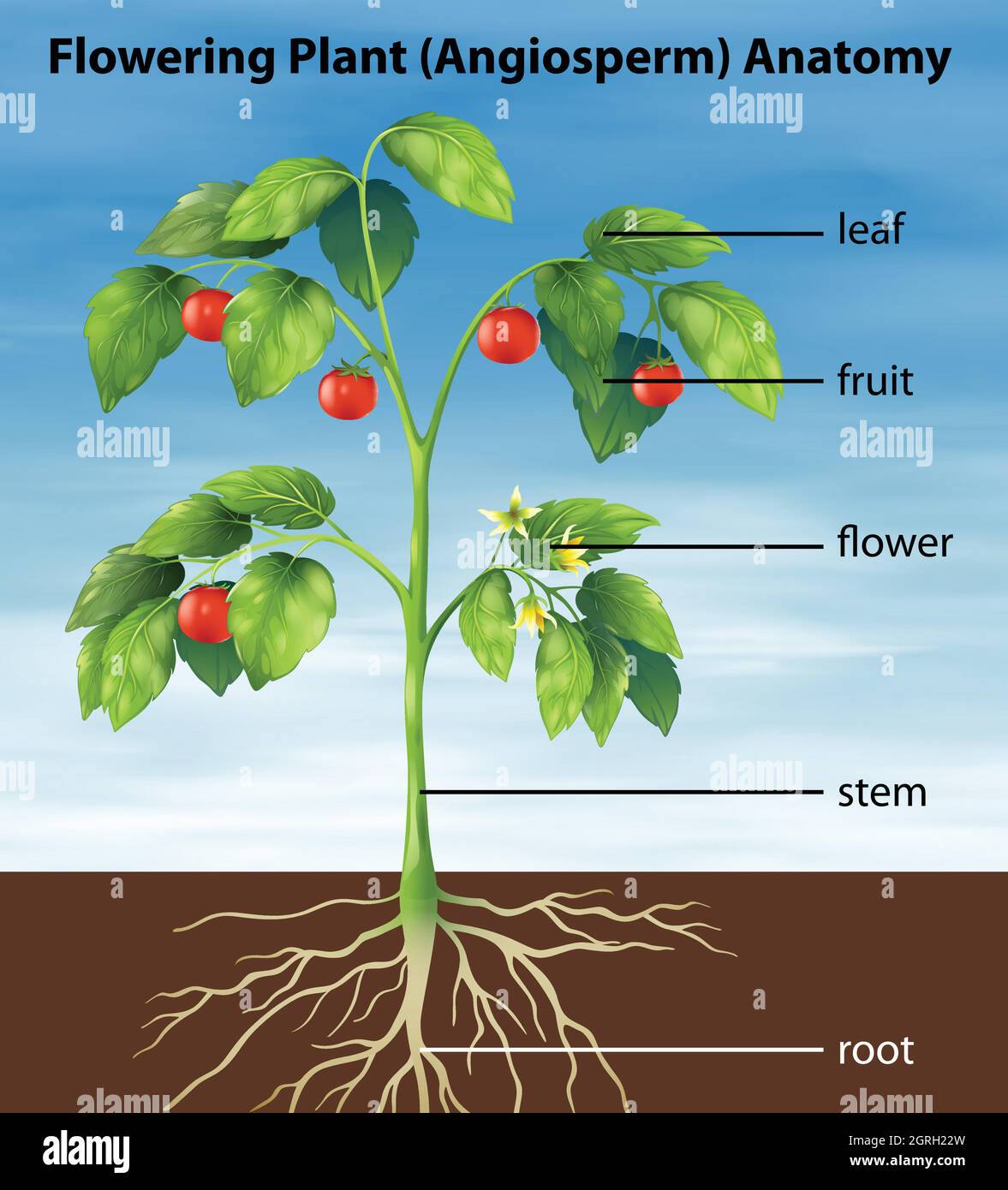 Томат растение биология. Части растения томат. Растение томата с корнем. Части растения помидор с цветами. Строение помидора.