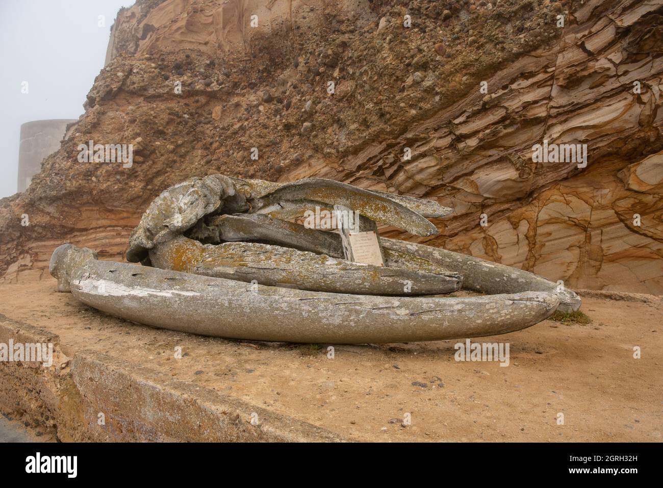 The remains of a jawbone of a grey whale on display at the Point Reyes National Seashore, outside, on the way to the lighthouse Stock Photo