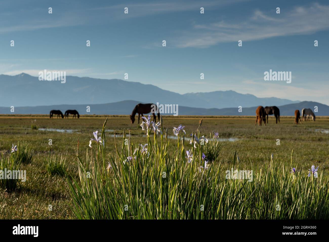 Mono Lake wild horses grazing in the morning behind the lilies, California, USA, with cloudless blue sky copy-space, selective focus on the flowers Stock Photo