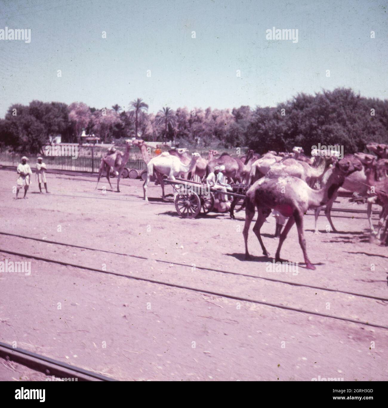 Kamele, bereit zum Abtransport, an einer kleinen  Bahnstation für den Gütertransport in Oberägypten, 1955. Camels, ready for transport at a small railway station for the transport of agricultural good at Upper Egypt 1955. Stock Photo