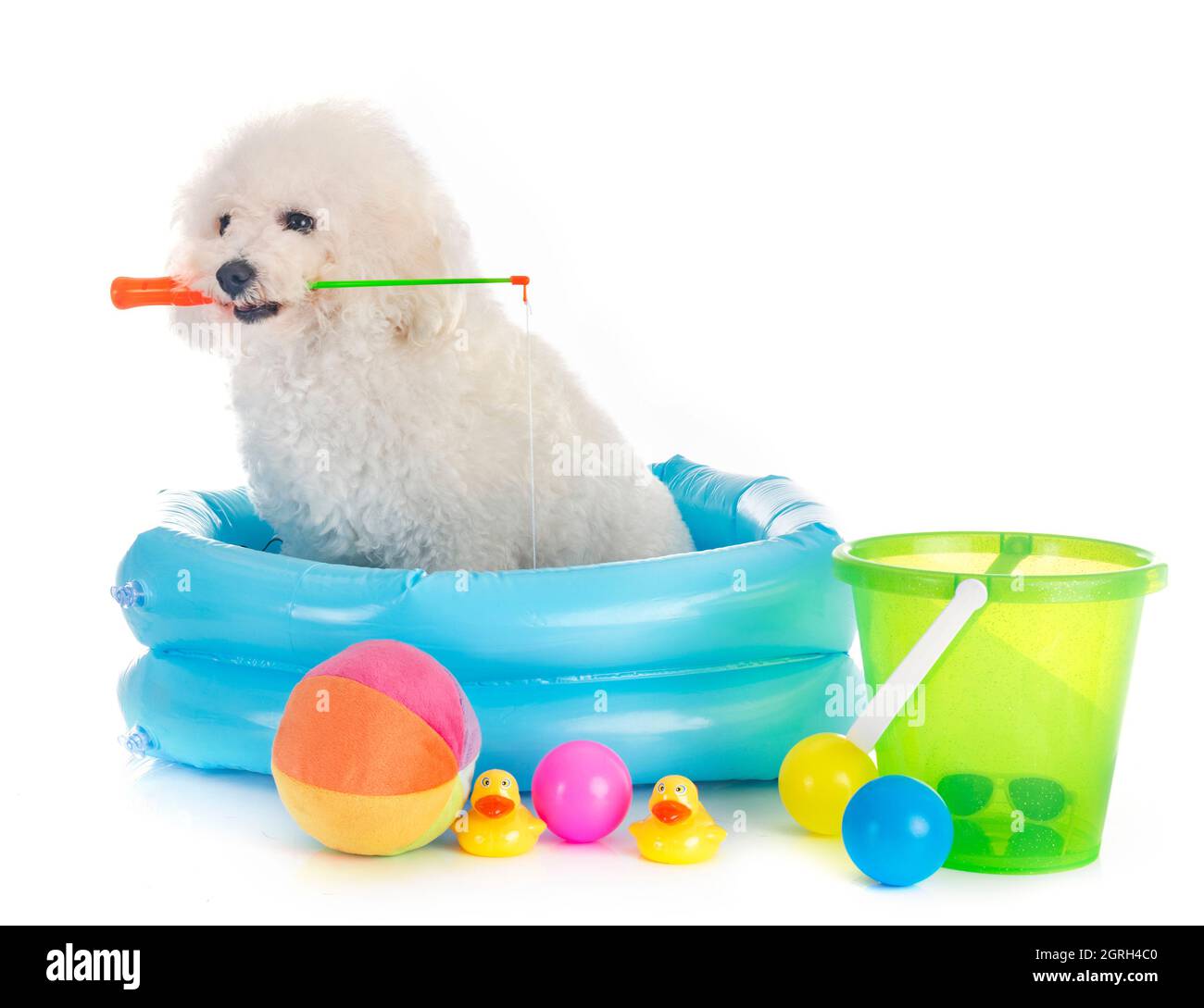 Dog Carrying Toy In Mouth Wading Pool Amidst Toys Against White