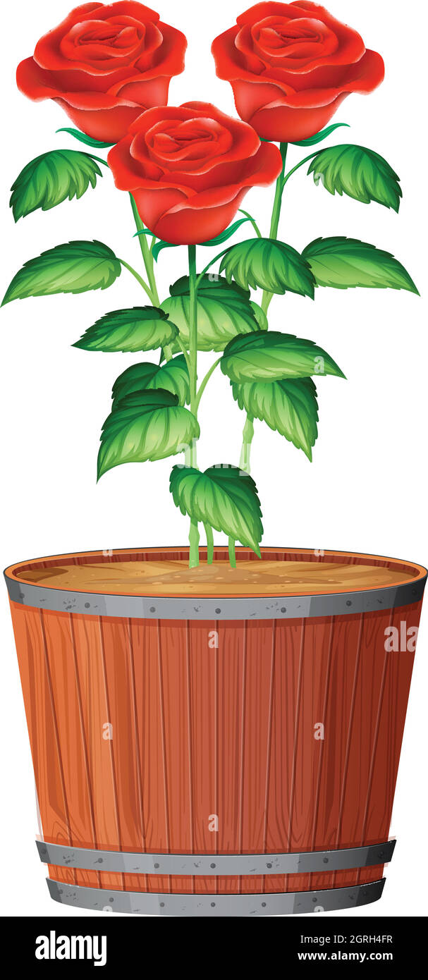 Scarlet Letter Rose Bush