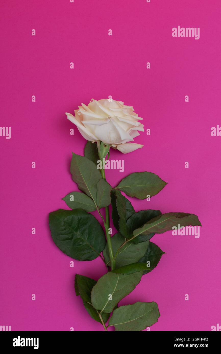 colorful studio background with a white rose with a long stem and several fresh leaves, decorative flower arrangement, detail of the petals, beauty Stock Photo