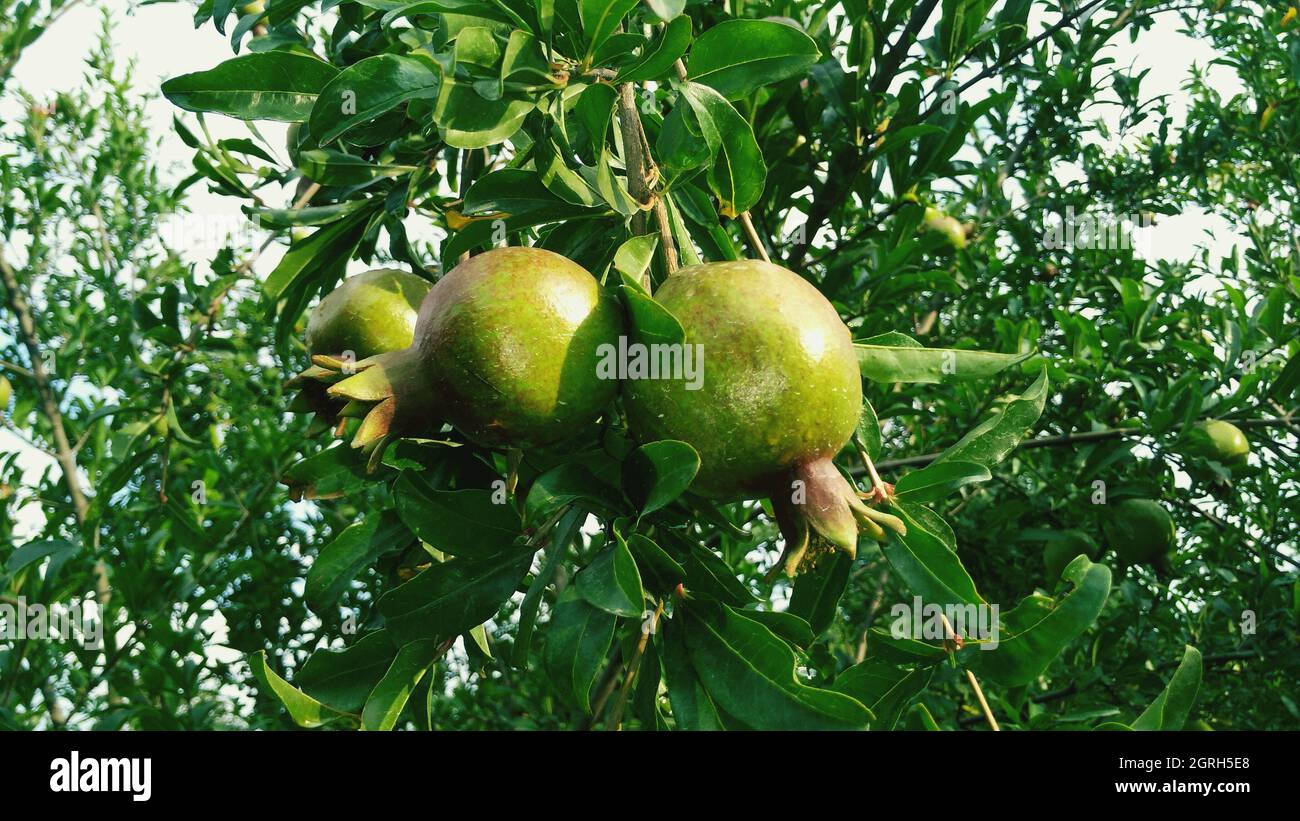 Kulu tree hi-res stock photography and images - Alamy