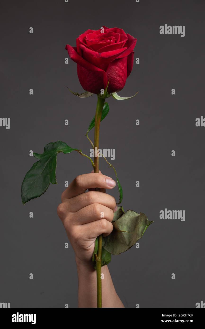 Holding A Rose Stem