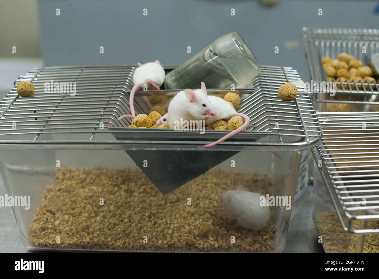 Lab animals in cage hi-res stock photography and images - Alamy