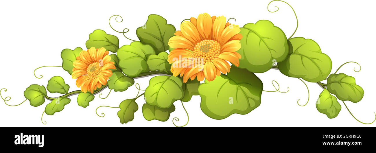 A vine plant with blooming flowers Stock Vector