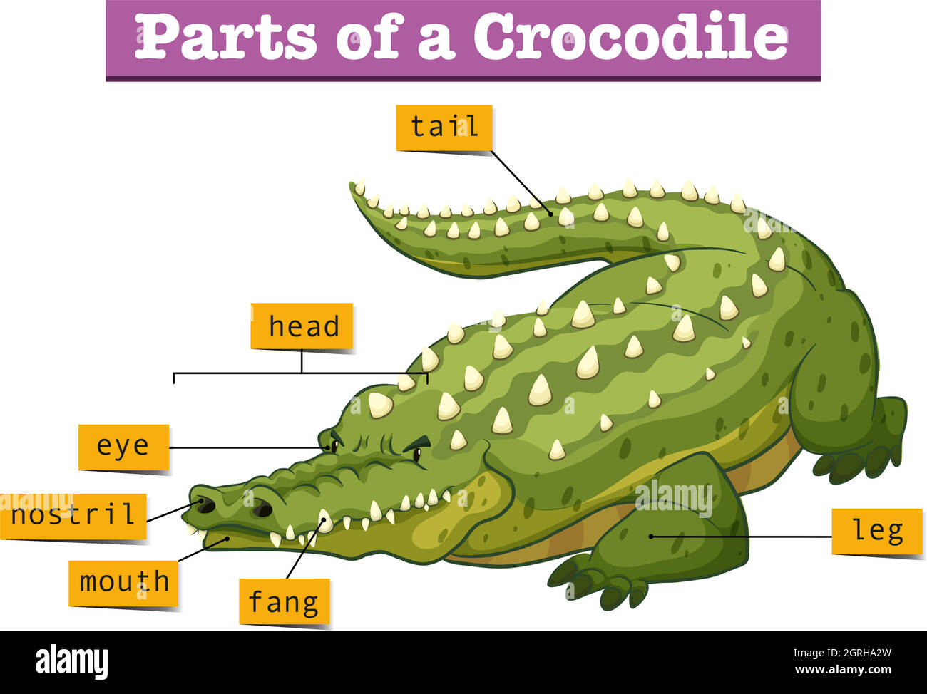 Diagram showing parts of crocodile Stock Vector