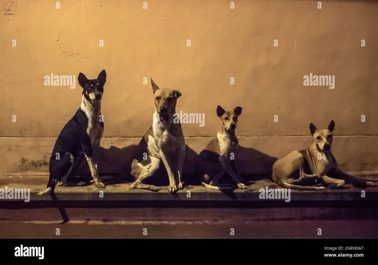 Hierarchy Of Dogs Stock Photo Alamy