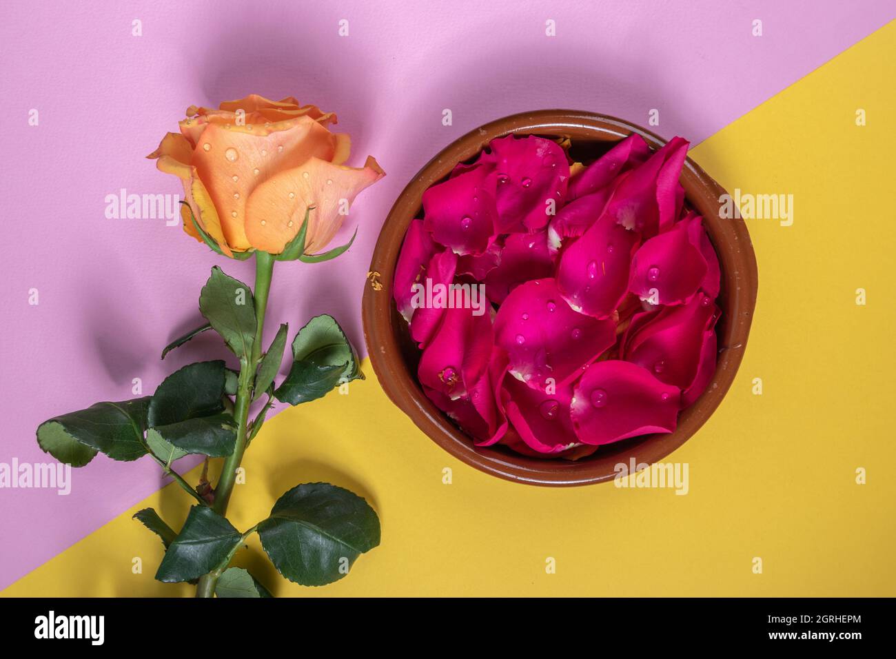 yellow rose with drops of water next to a ceramic bowl full of rose petals,  details of natural flower, beauty in studio, floral design on a colorful  Stock Photo - Alamy, image size:1300x956