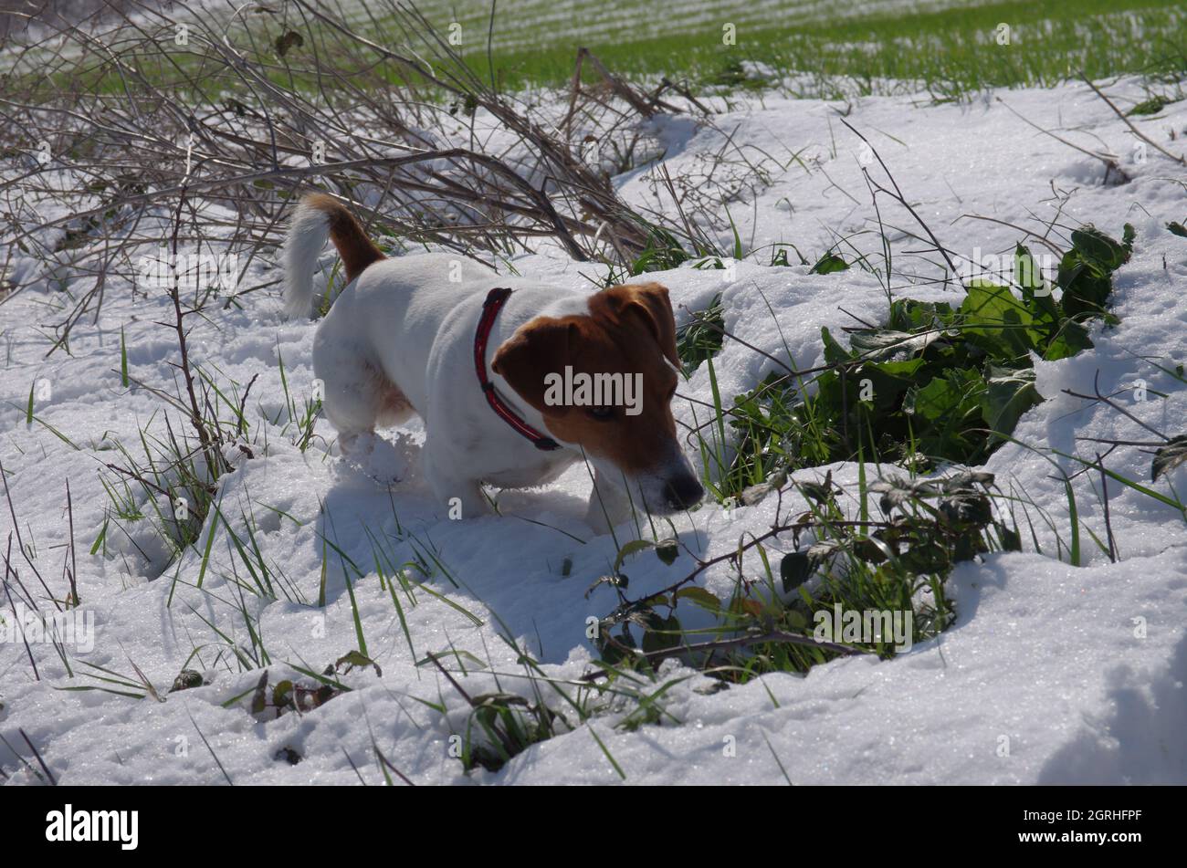 The mask jim carrey hires stock photography and images Alamy
