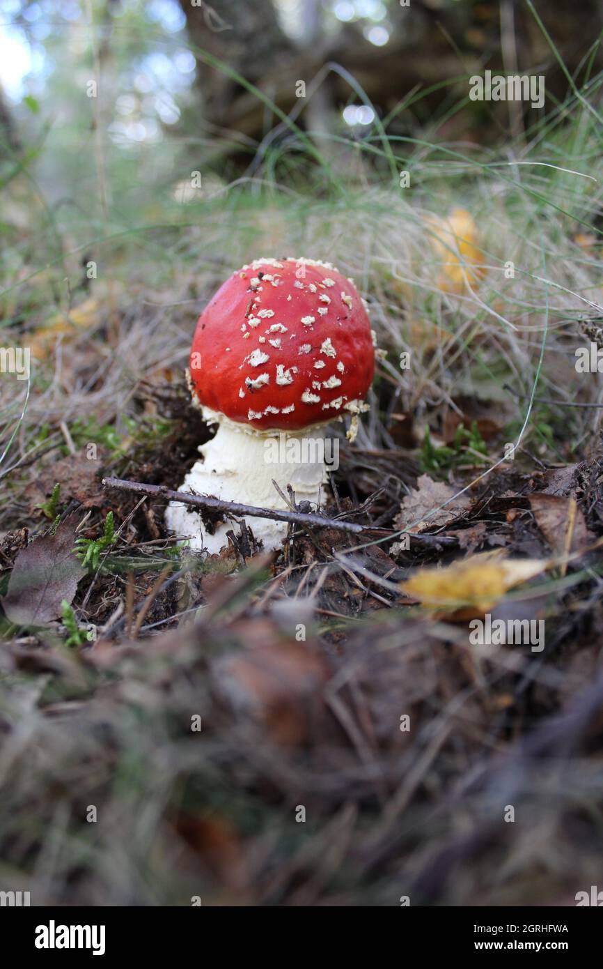 Vertical shot of fungus in a forest during daylight Stock Photo - Alamy