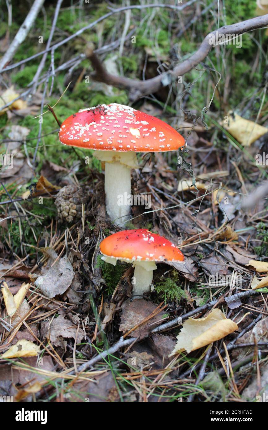 Vertical shot of fungus in a forest during daylight Stock Photo - Alamy