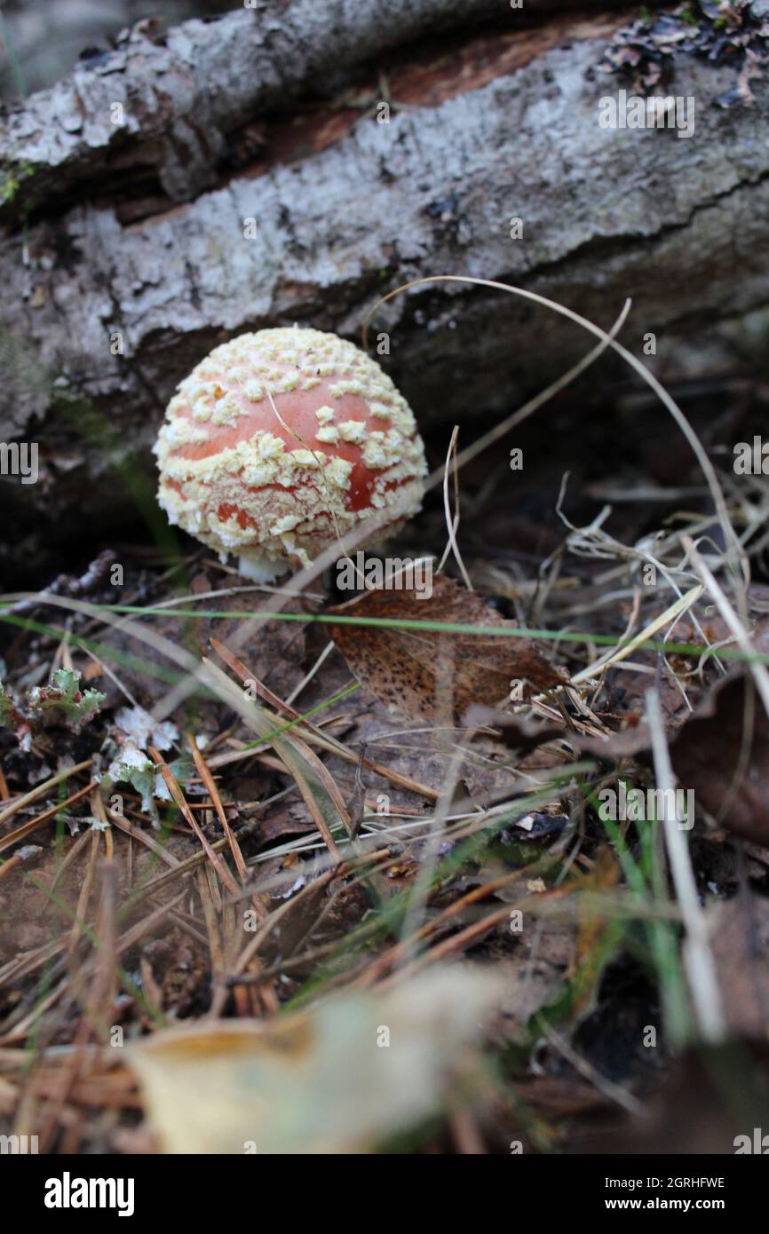 Vertical shot of fungus in a forest during daylight Stock Photo - Alamy