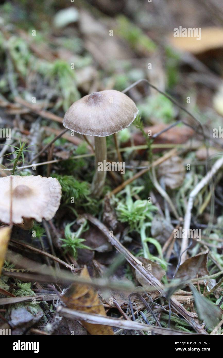 Vertical shot of fungus in a forest during daylight Stock Photo - Alamy
