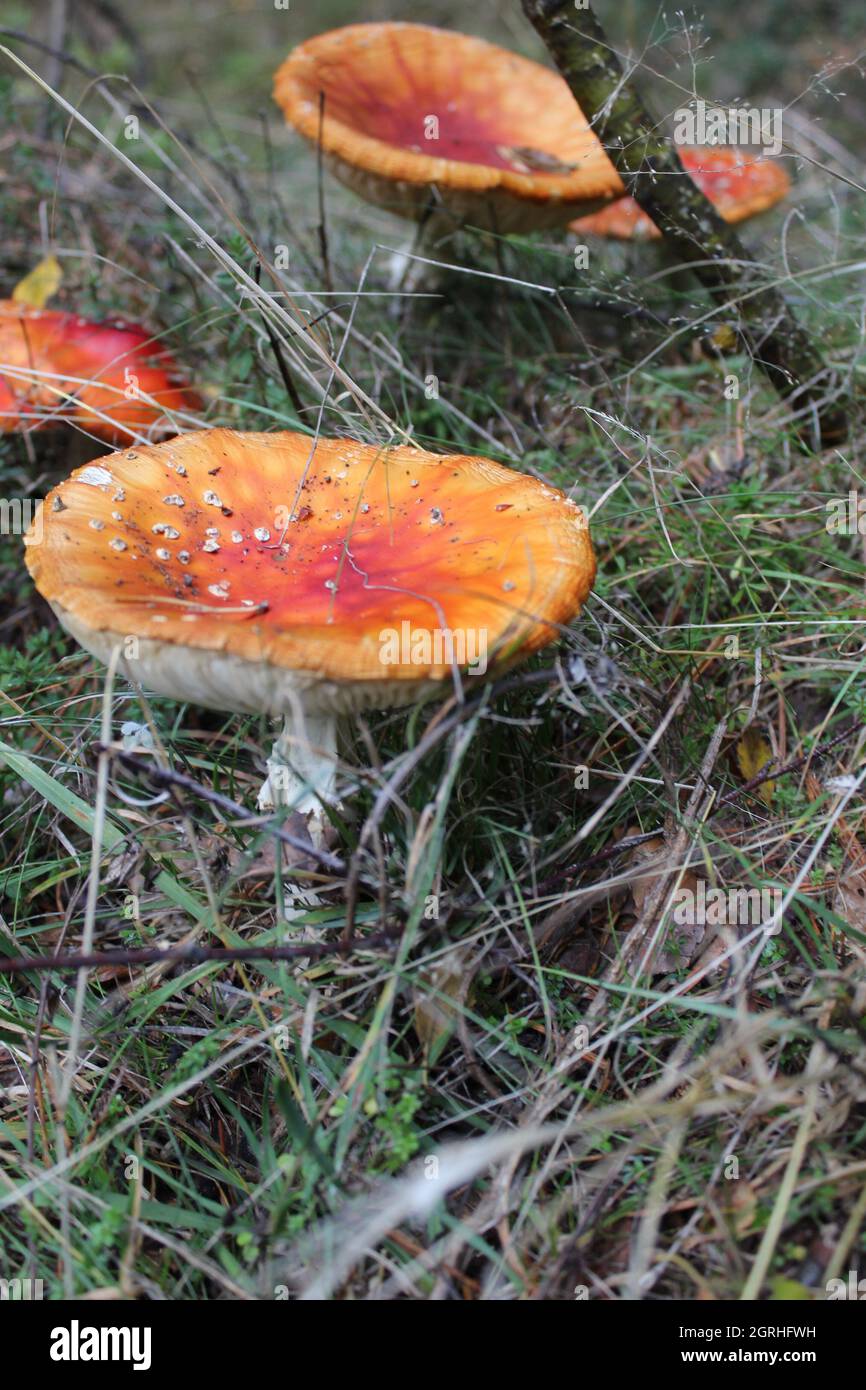 Vertical shot of fungus in a forest during daylight Stock Photo - Alamy