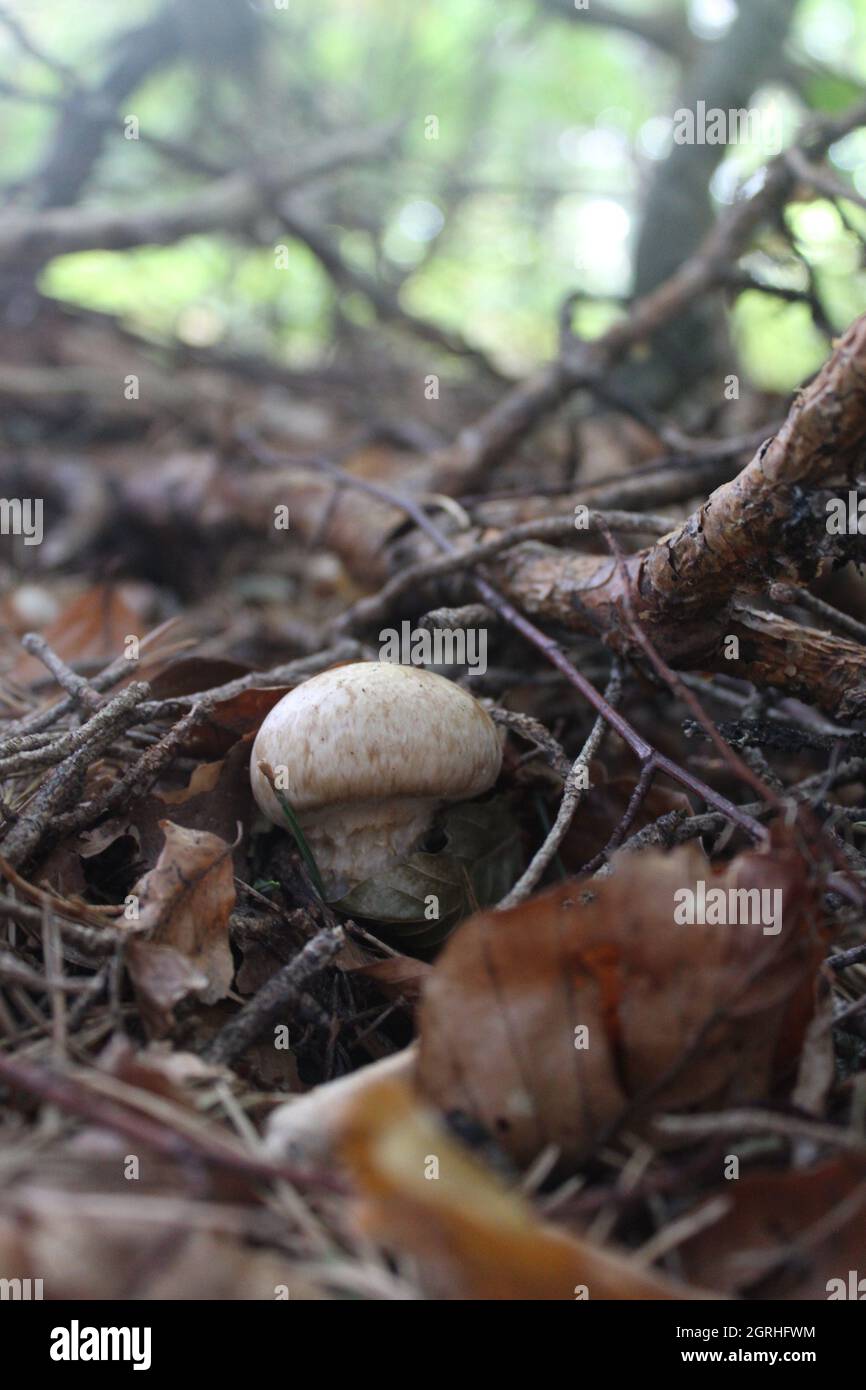Vertical shot of fungus in a forest during daylight Stock Photo - Alamy