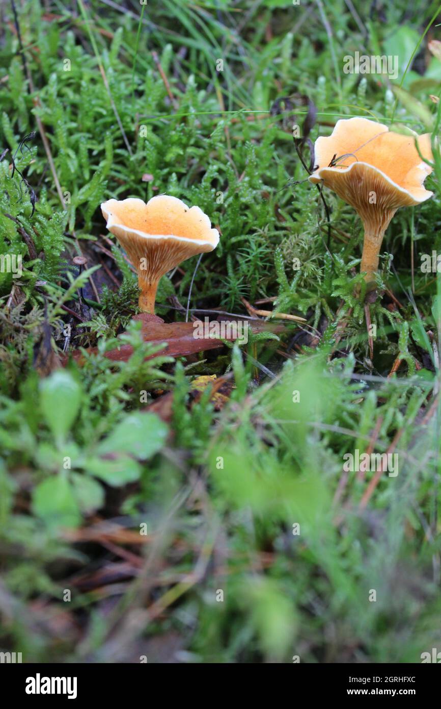 Vertical shot of fungus in a forest during daylight Stock Photo - Alamy