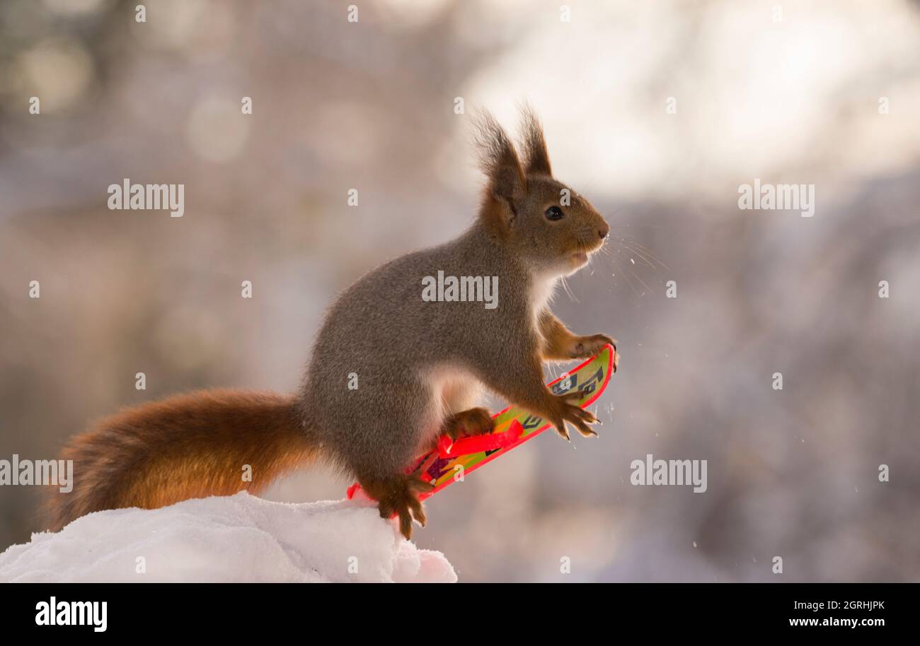 red squirrel standing with 4 legs on a  Snowboard Stock Photo