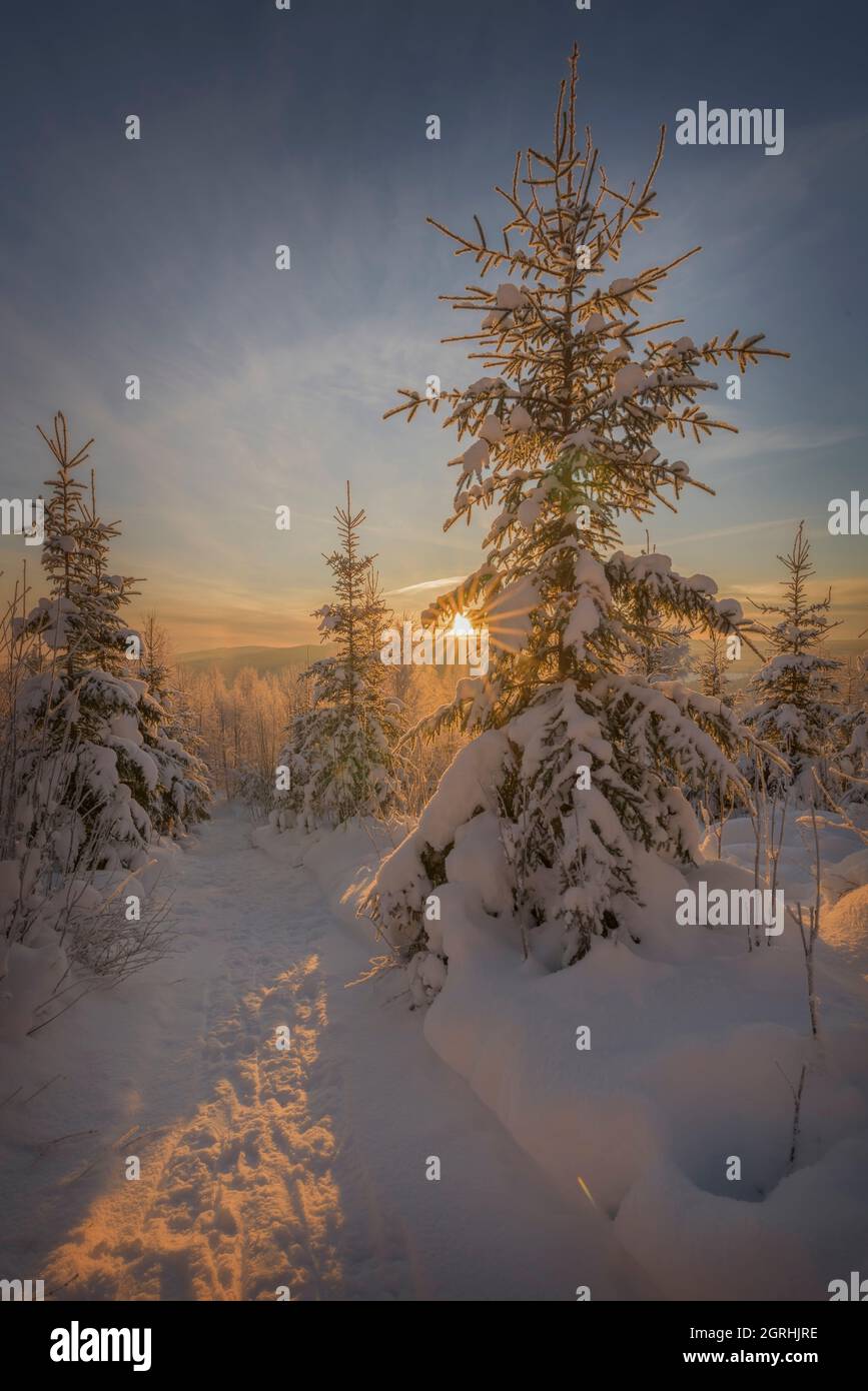 snow trees in a winter mountain landscape Stock Photo