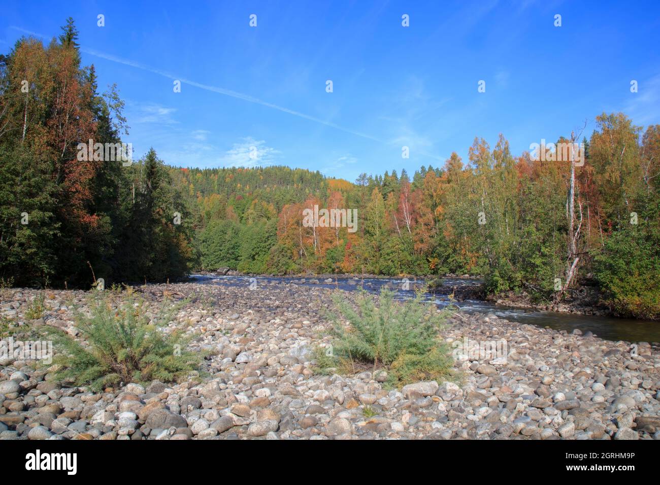 bushes in a rock, river forest mountain landscape Stock Photo