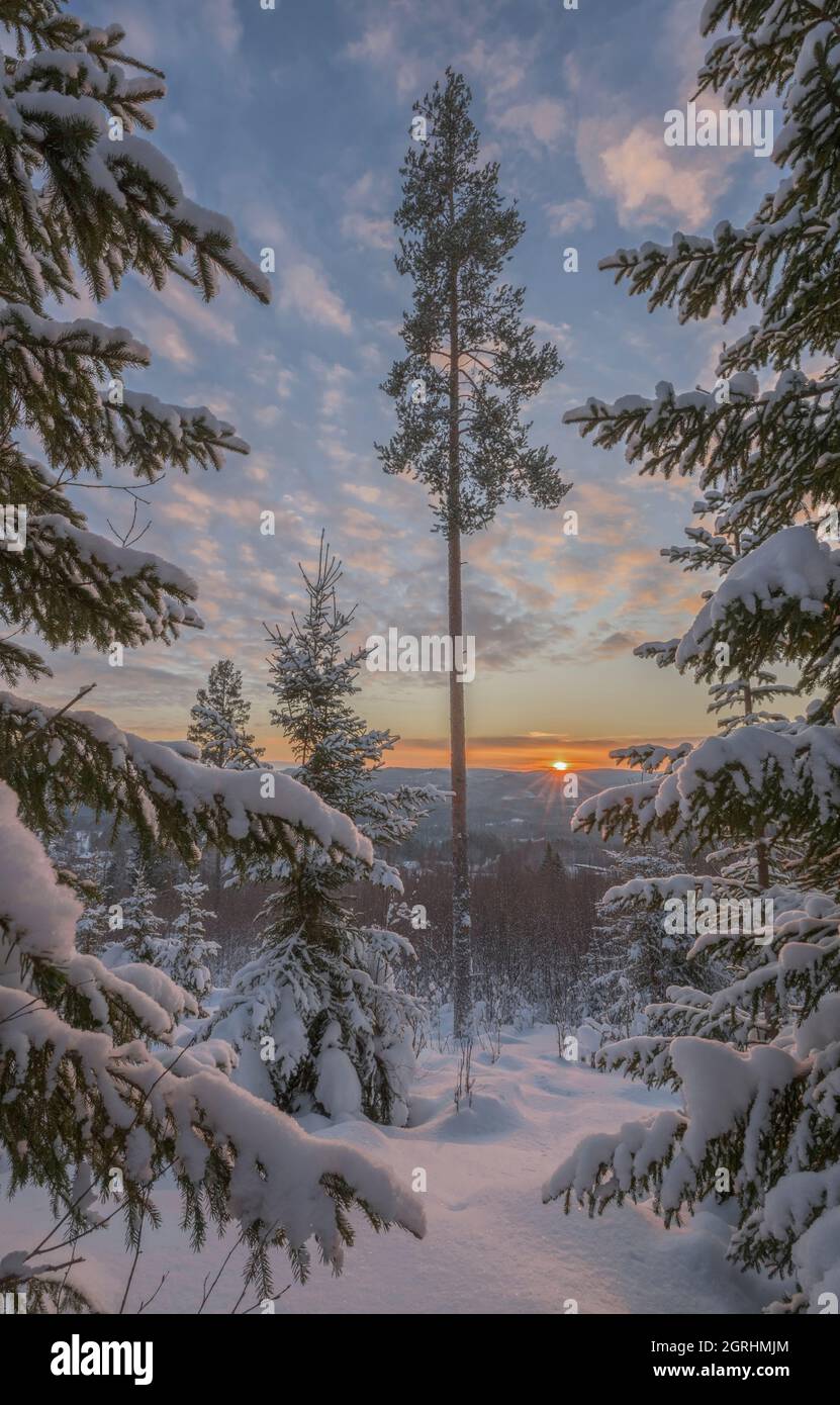 trees in  a mountain  forest winter landscape Stock Photo