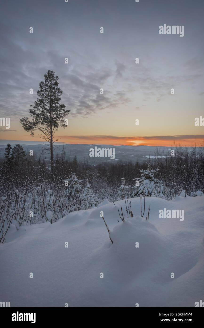 snow in  a mountain  forest winter landscape Stock Photo