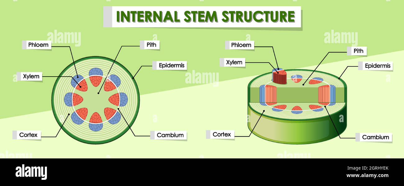 Diagram showing internal stem structure Stock Vector Image & Art - Alamy