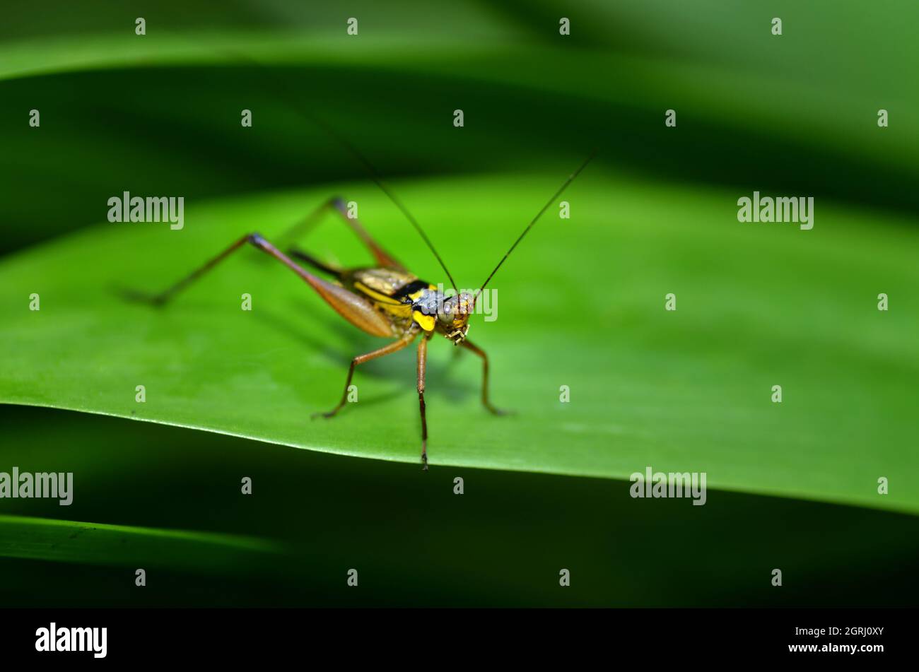 Small Grasshopper Caelifera On A Leaf Stock Photo Alamy