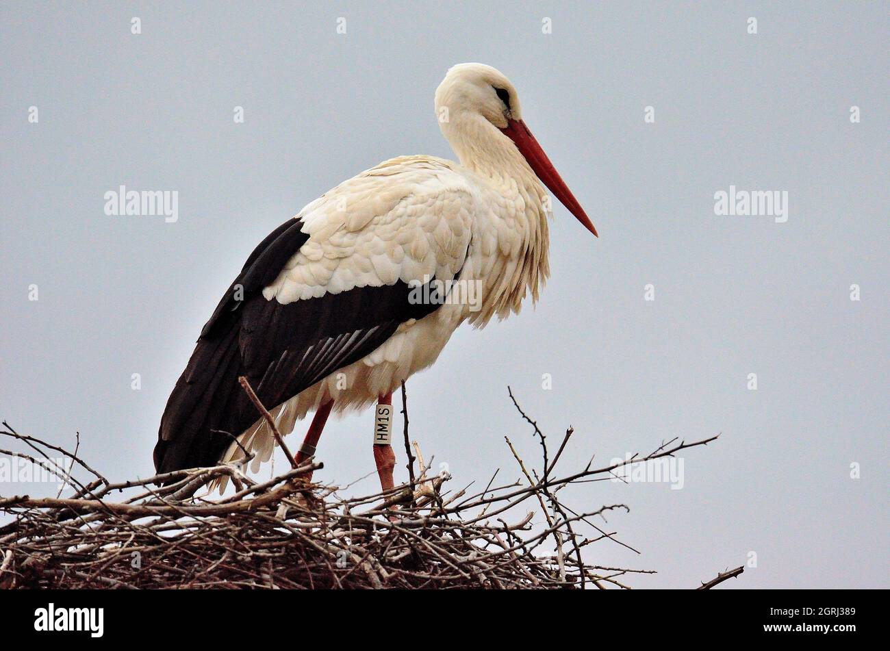 Low Angle View Of Bird Perching Against Clear Sky Stock Photo