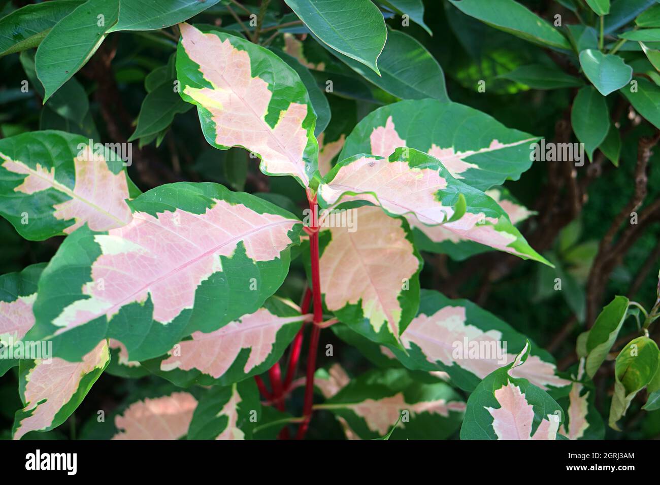 Stunning Two-tone Color Leaves of the Caricature Plant or Graptophyllum Pictum Stock Photo