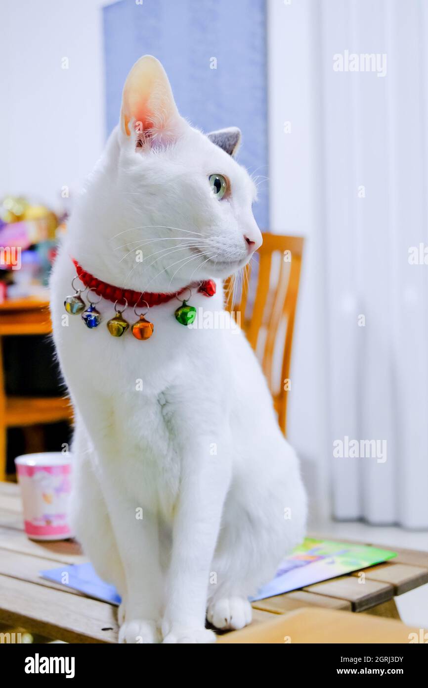 cat sitting on table