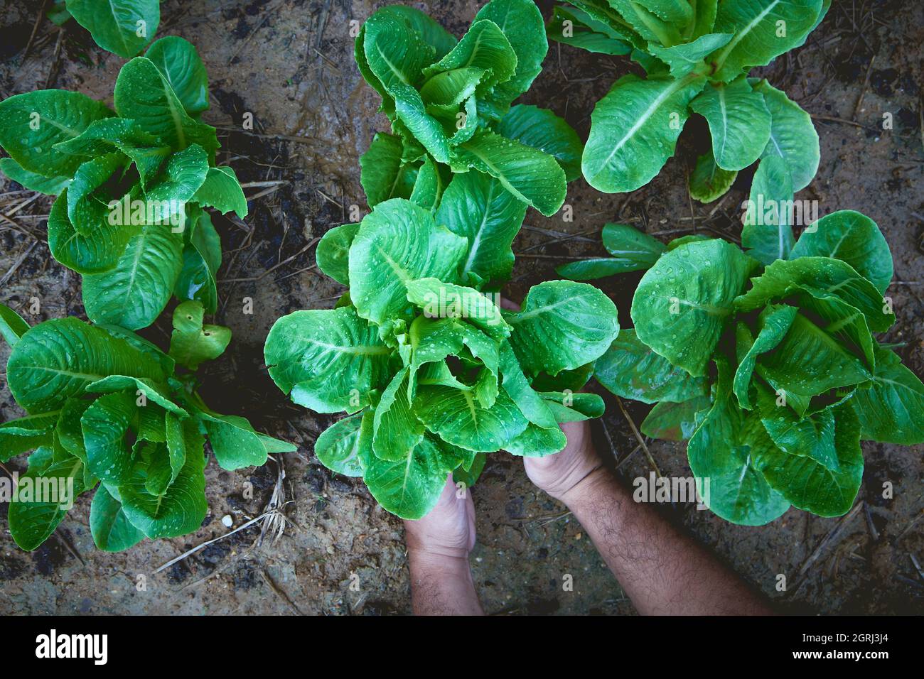 Cropped Image Of Hands Harvesting Lettuce At Farm Stock Photo