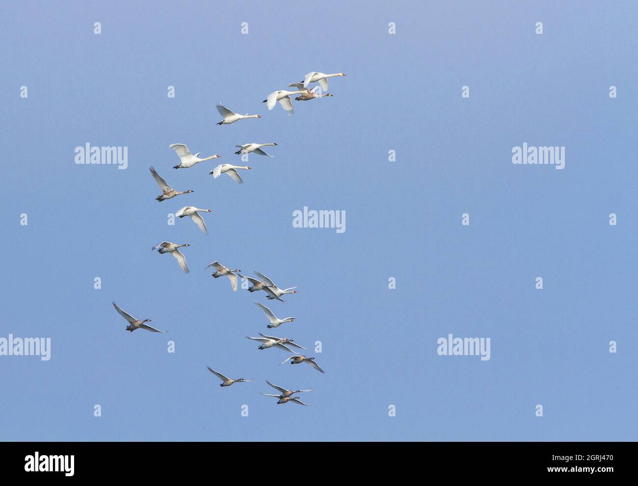 Flock of swans flying in the blue clear sky Stock Photo - Alamy