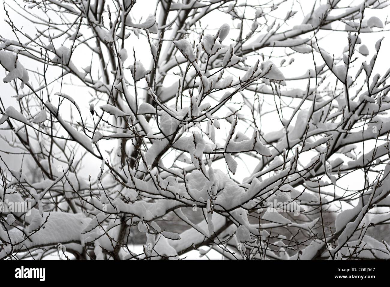 High key lighting close-up of tree branches covered in fresh snow against a grey sky after a winter storm Stock Photo