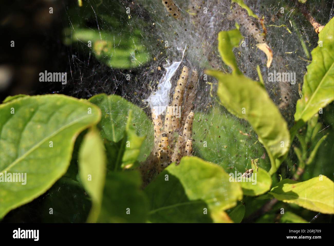Wildlife caterpillars hi-res stock photography and images - Alamy