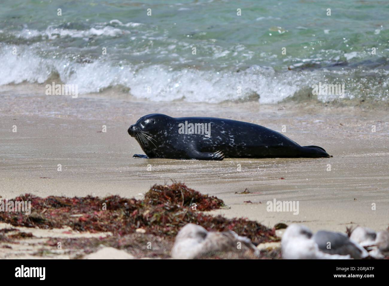 Baby Seal At La Jolla Beach Stock Photo Alamy